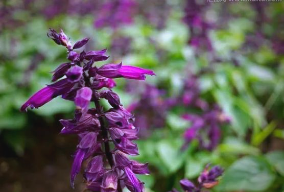 除了常见的红色系列,雪浪山的一串红还绽放出淡黄色和深紫色的花朵,这