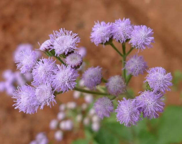 胜红蓟:从臭草到止血草的神奇转变