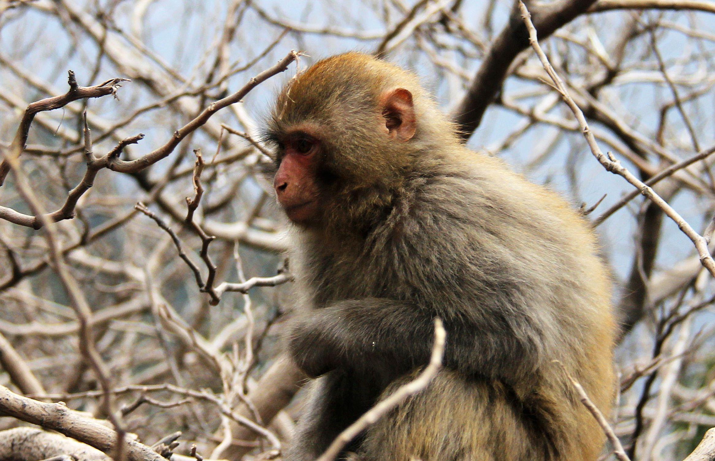北京近50只猕猴进村抢食!为国家二级保护动物,村民直呼招待不起