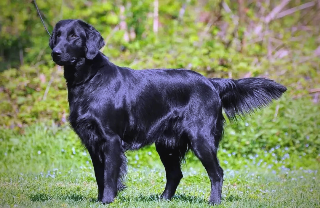 你了解平毛寻回猎犬吗?一种独特而友善的犬种