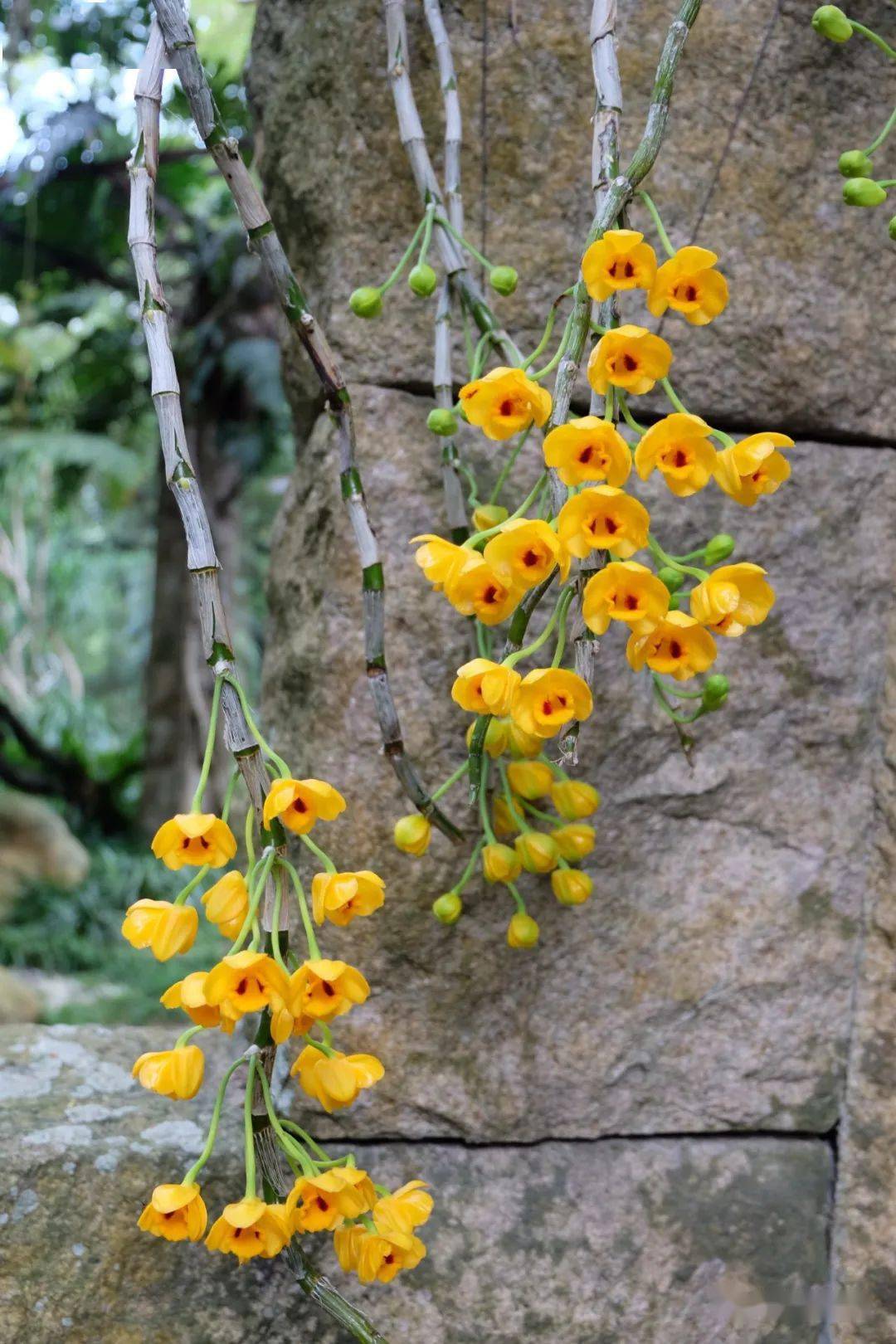 束花石斛的养护秘籍:八大常见问题解答与技巧分享