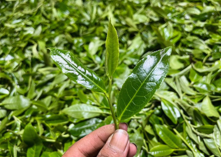 云南泌源古树茶业有限公司|专注昌宁古树茶加工销售