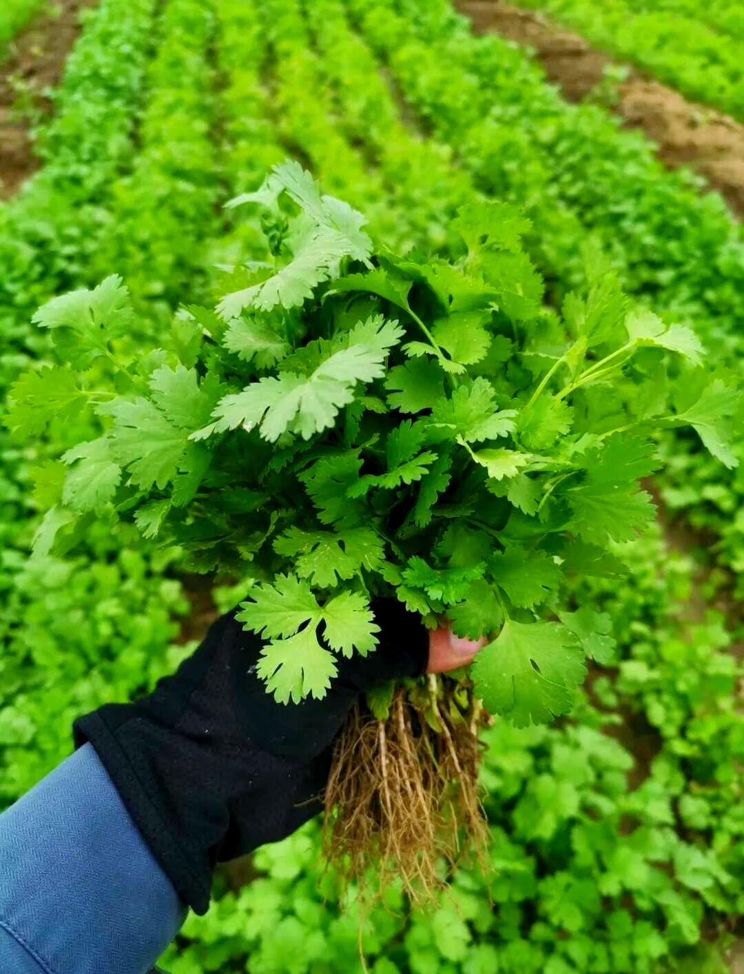 紫皮莴笋与小茴香:传统美食的新体验