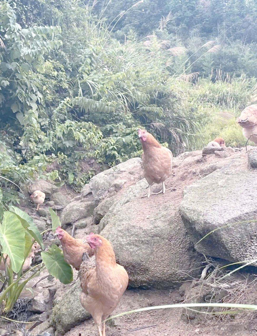 山区养殖业什么最好养(在山区养殖种植什么才能好呢)