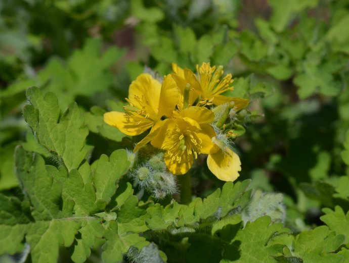 中药古今研究:白屈菜