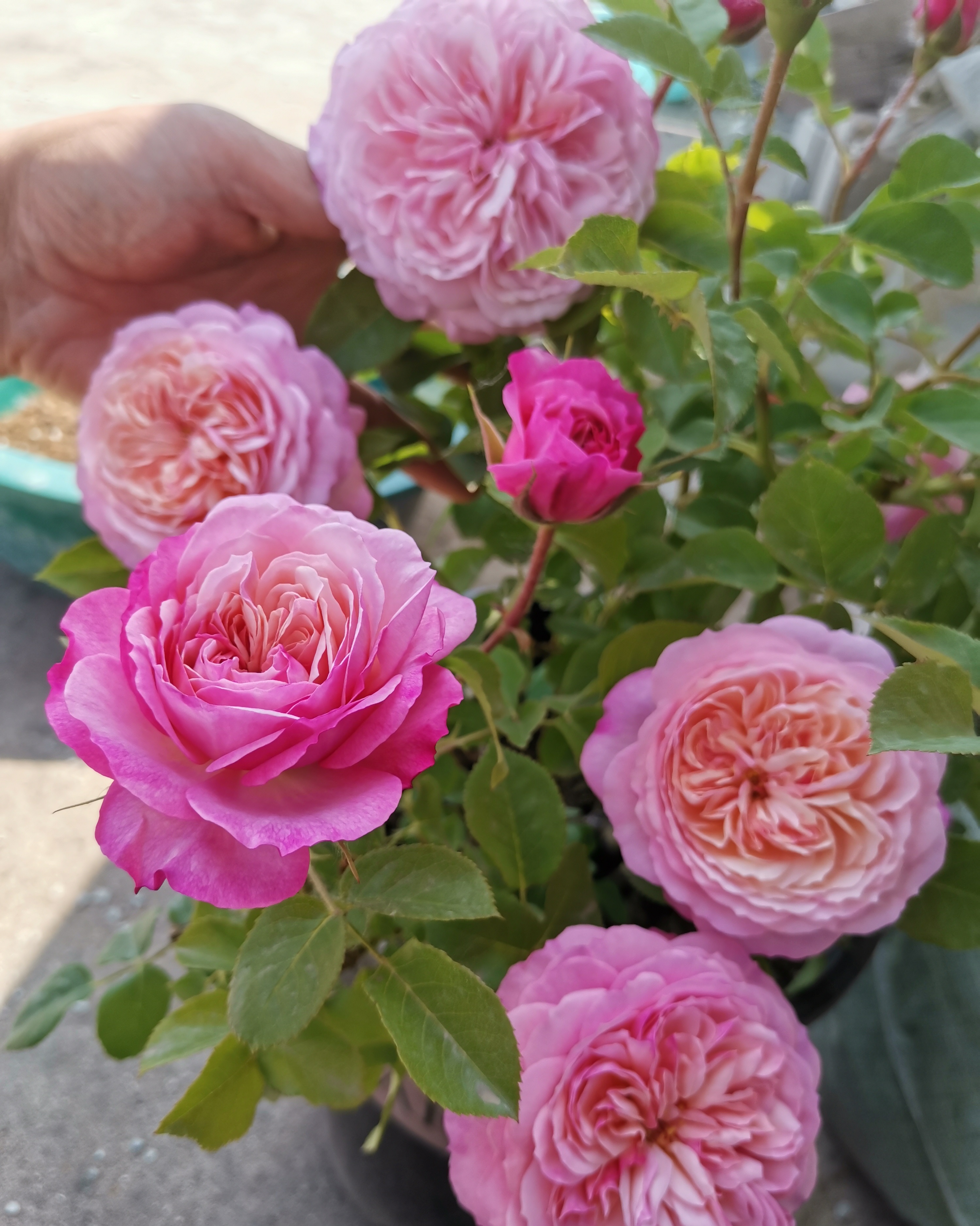 阳台养月季,就选"康斯坦茨",又美又仙,四季花开,一花香一室