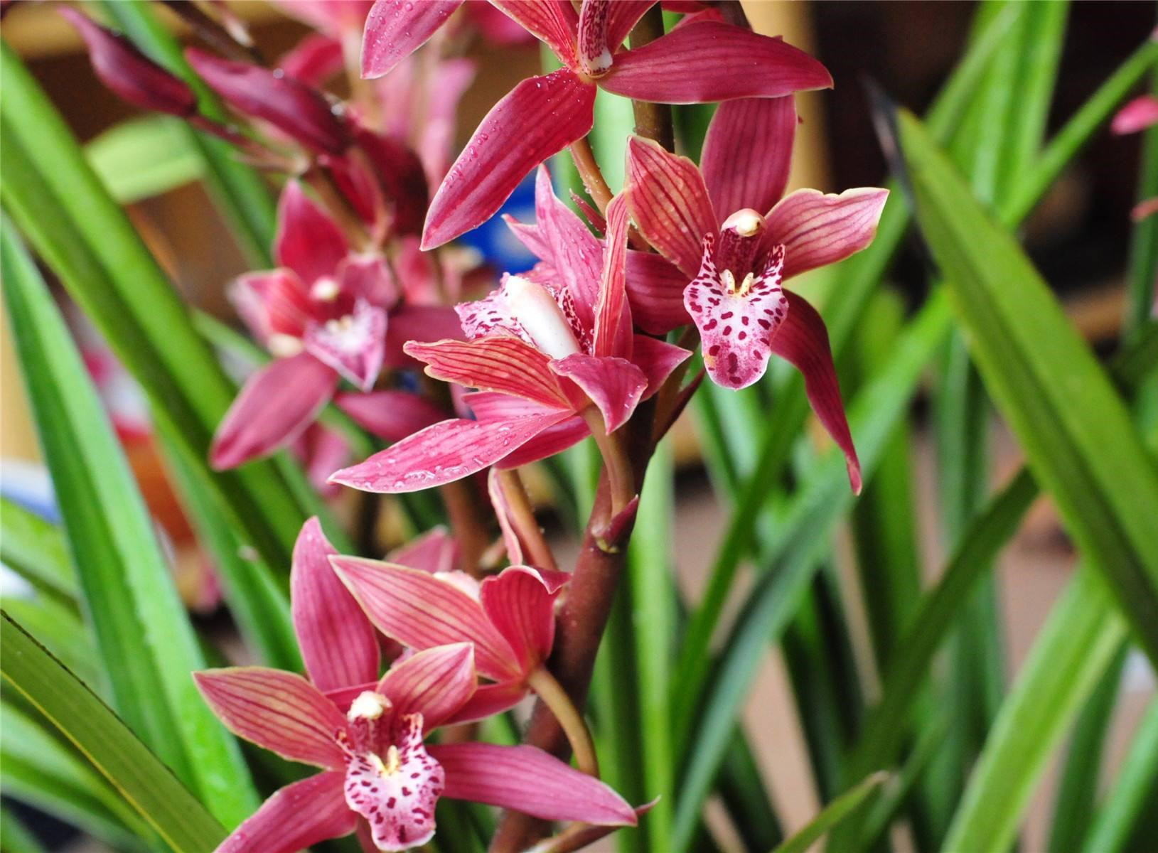 喜欢兰花,试试"红满堂",正值花期,耐热又抗冻,四季不落花