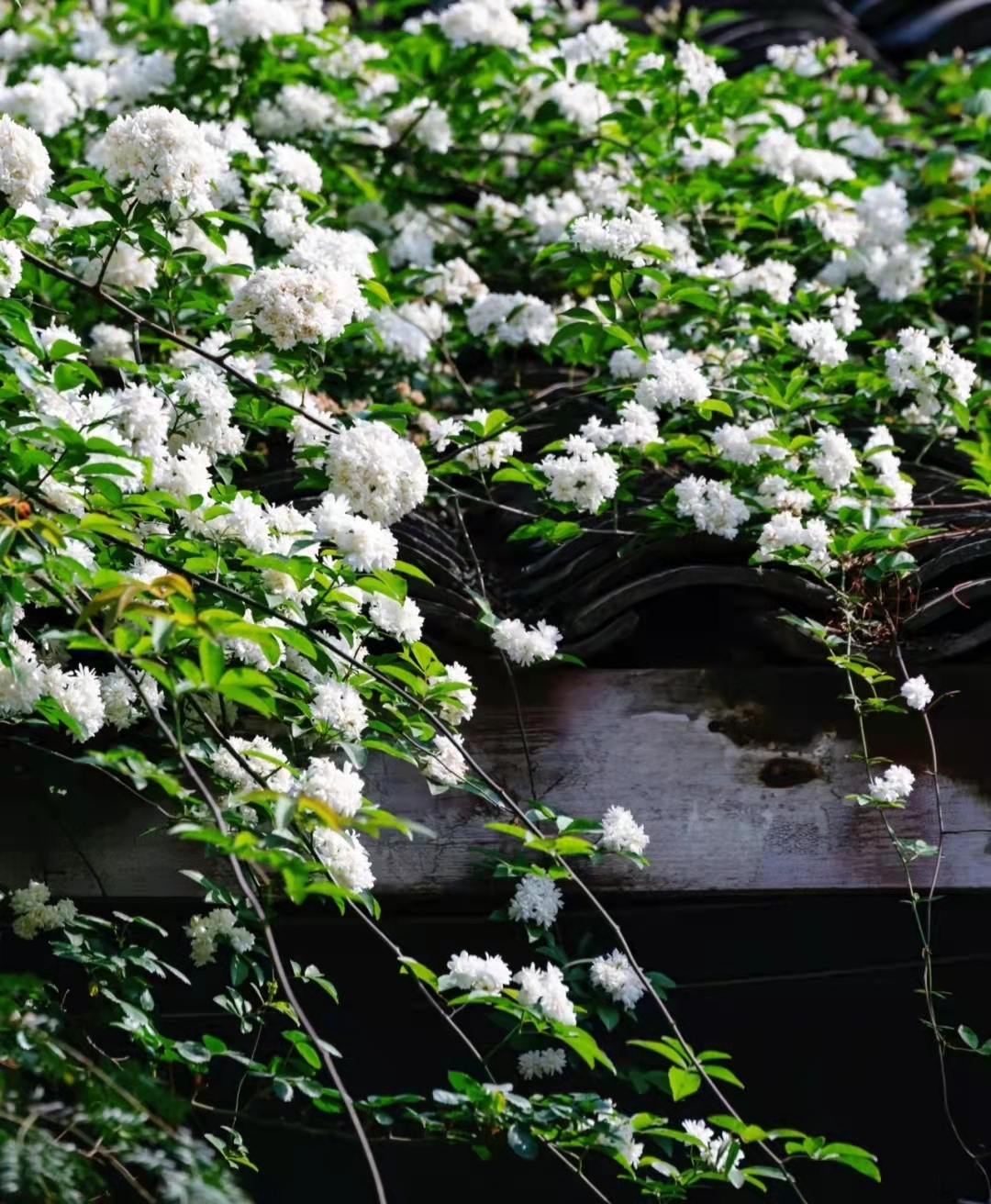 地铁口发现一处白色木香花,流淌的"花瀑布"一样,太壮观了