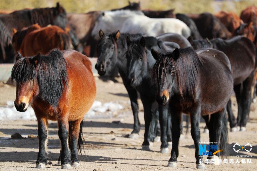 「"飞阅"中国」壮观!河西走廊千年马场骏马奔腾