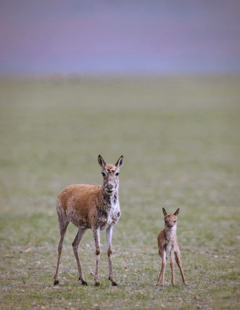 多图展示:藏羚羊幼崽在鲁确塘草原的精彩瞬间