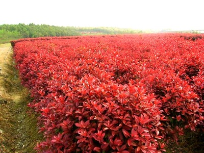 理想的生物柴油原料油料树种—植物非试管高效快繁技术快繁红瑞木