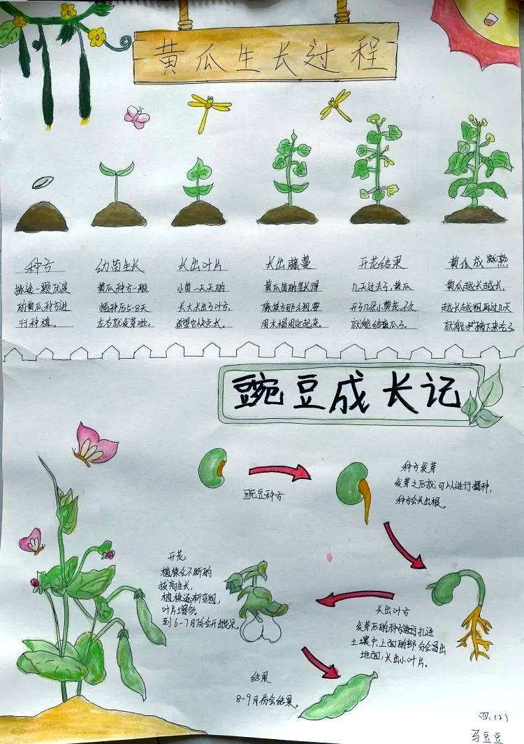 南旺小学植物生长过程主题海报展示