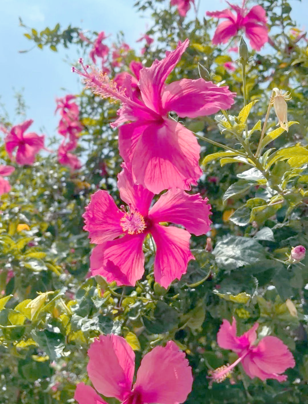 垂花悬铃花:一种生机盎然的热带观赏植物