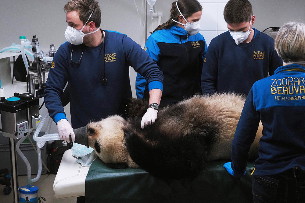 干货分享（日本洗死了一只大熊猫）大熊猫在日本死亡日本哭了 第18张