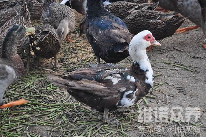 養番鴨吃什麼好,長得快的番鴨飼料配方比例