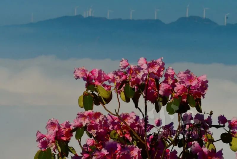 泸州黄荆老林,植物界"活化石"开花了!