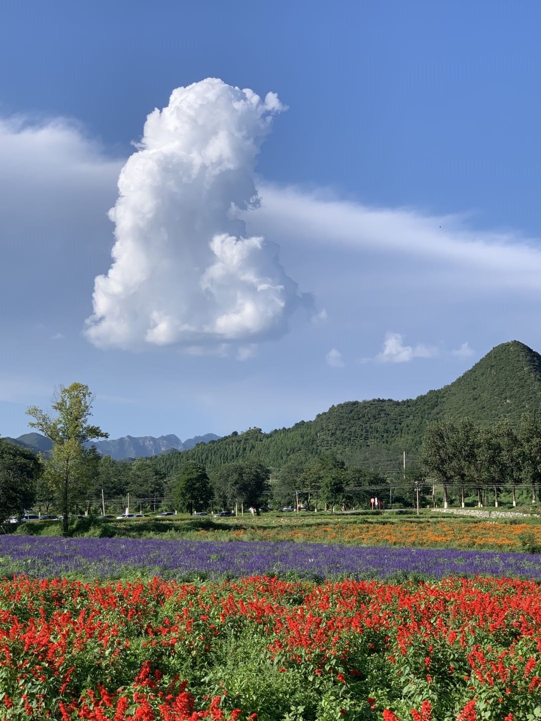 北京延庆四海镇:花海民宿交相辉映 花卉产业带火旅游