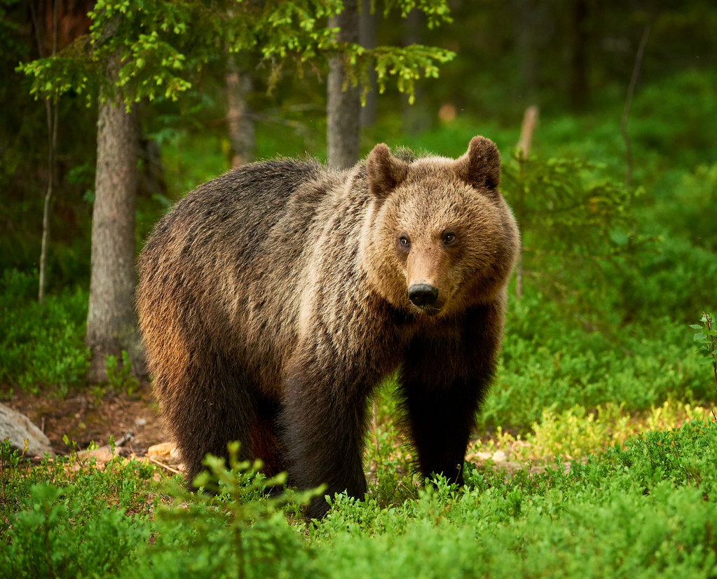 棕熊:适应多样化环境和保护挑战