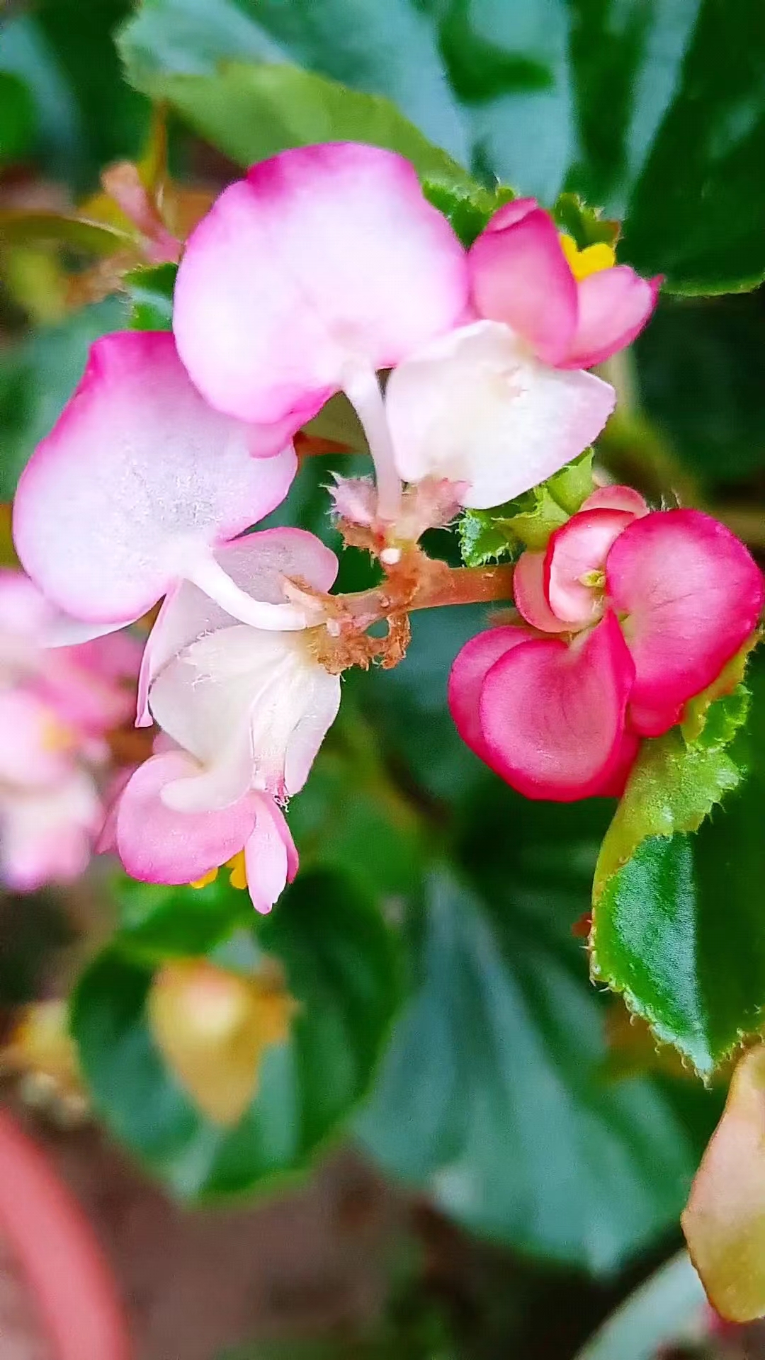 四季海棠叶子宽大翠绿,花朵粉红色像蝴蝶
