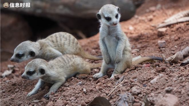 萌化了!这个"五一",广州动物园有细尾獴"丁满"