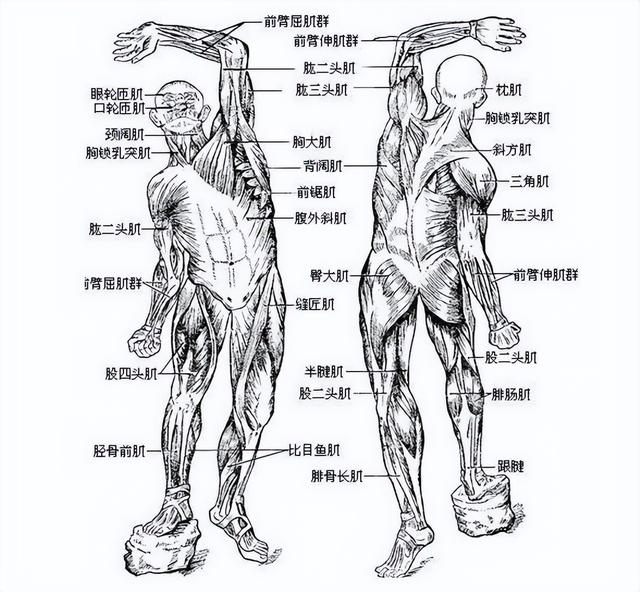 人体骨骼肌构造示意图图片