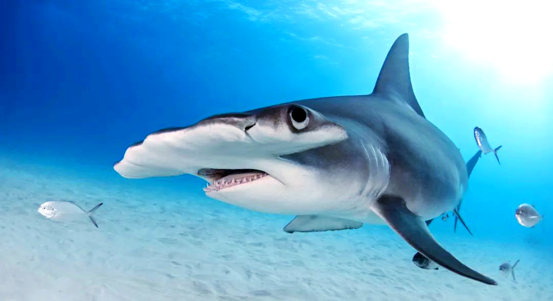 科普探索:揭秘鲨鱼的多样种类与独特特征