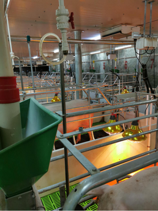 高薪「养猪场」,正在和大厂抢夺985毕业生