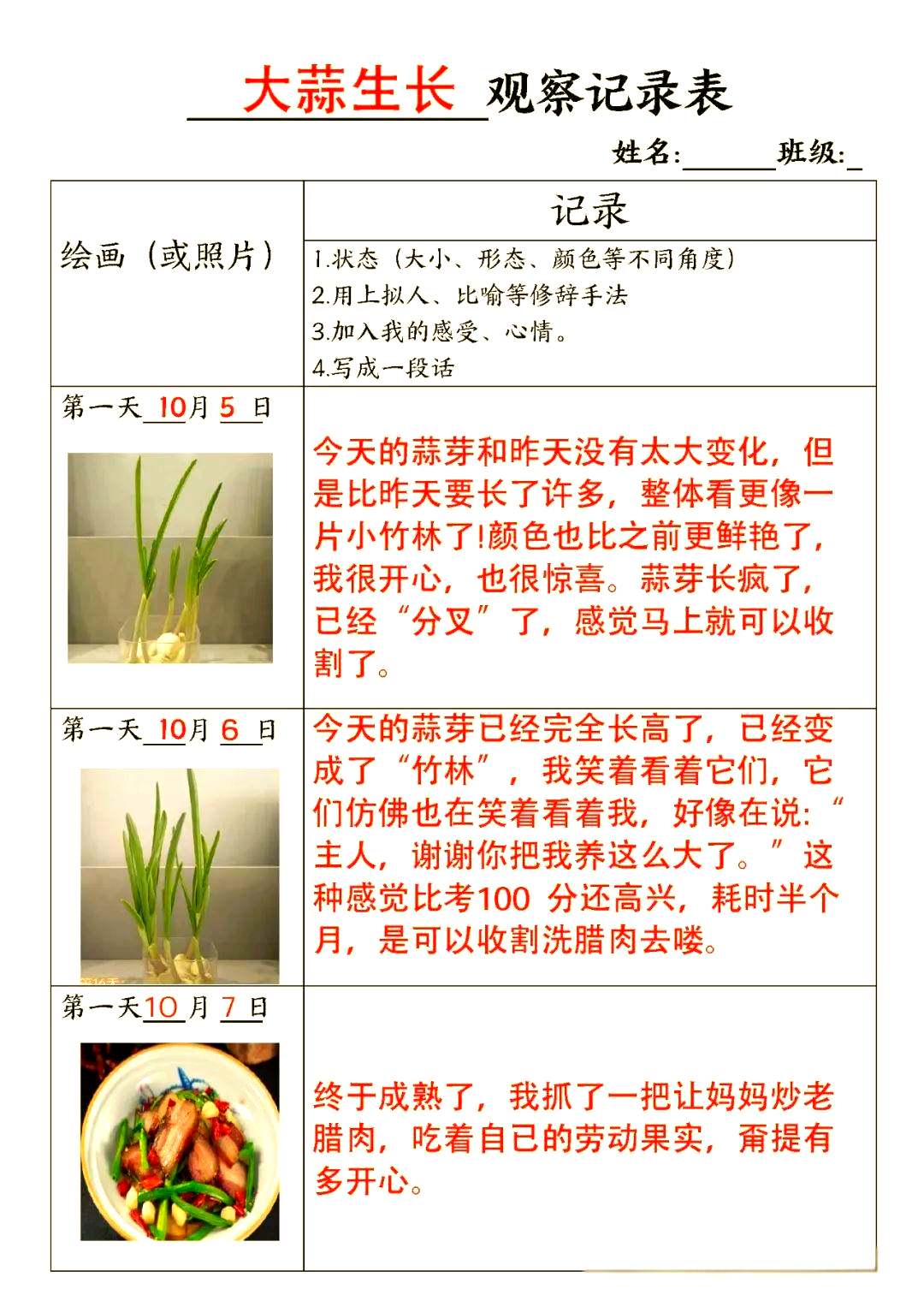 大蒜生长的观察记录与植物日记概览