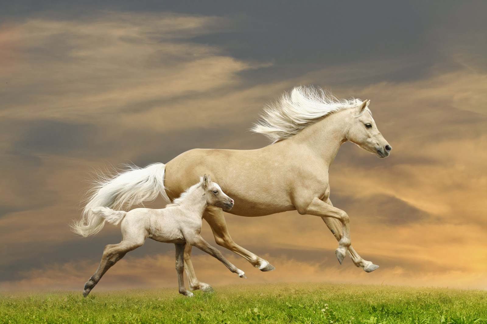 选一匹骏马带你奔驰在草原上,衡量你未来的生活会是什么样子