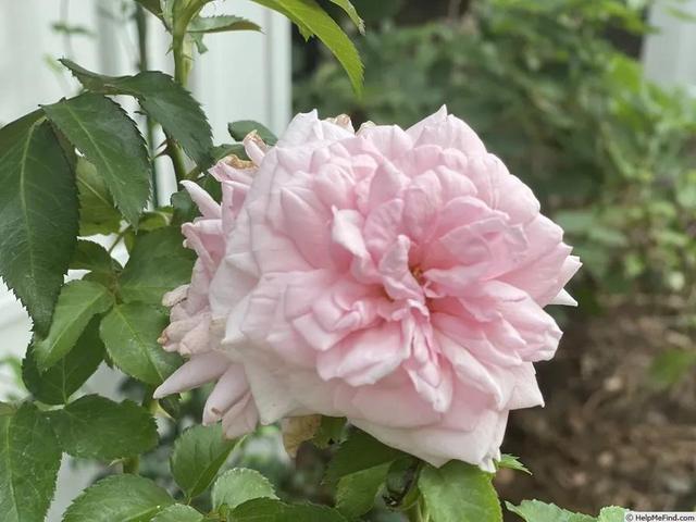 耐寒月季品种"粉色怀旧(reminiscent pink)"