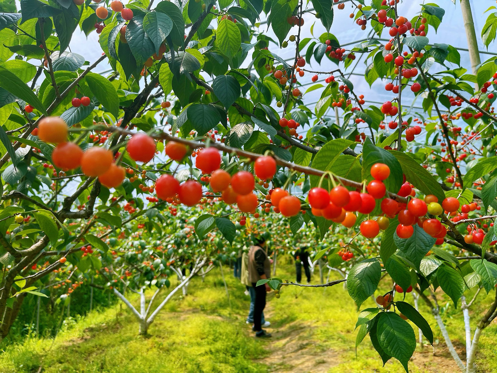 山东临沂樱桃种植基地图片