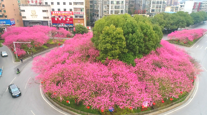郴州到底有多美燕泉广场的桃花出列