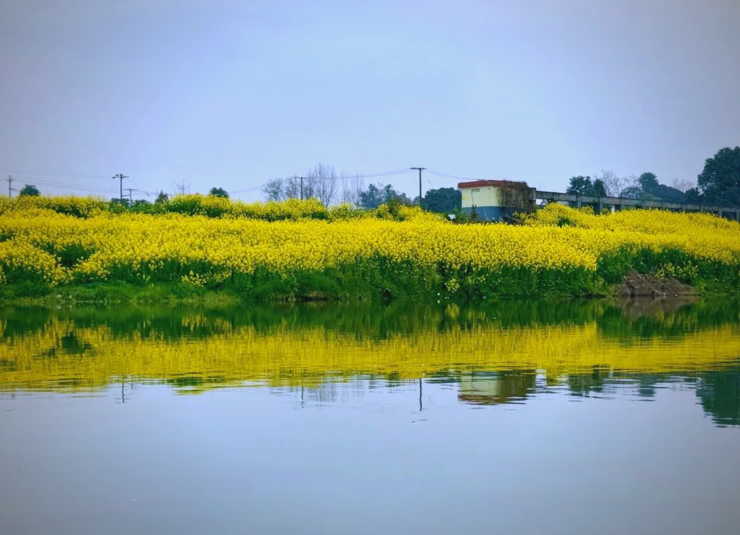 成都周边游:邛崃两河村的油菜花与江南水乡