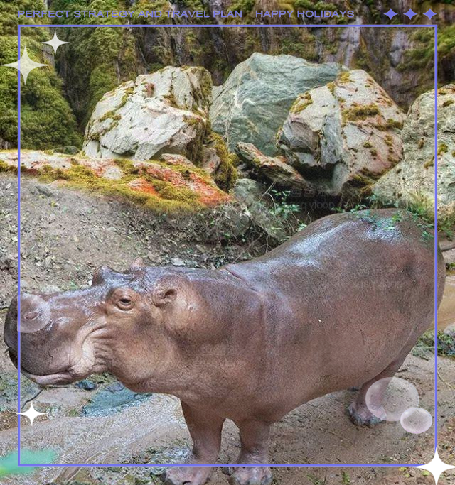 河马:淡水环境中的大型杂食性哺乳动物