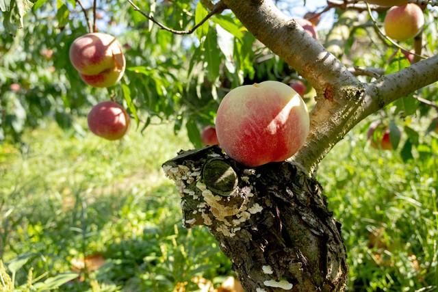 凤桥水蜜桃,细腻,香甜多汁,是嘉兴特产水果