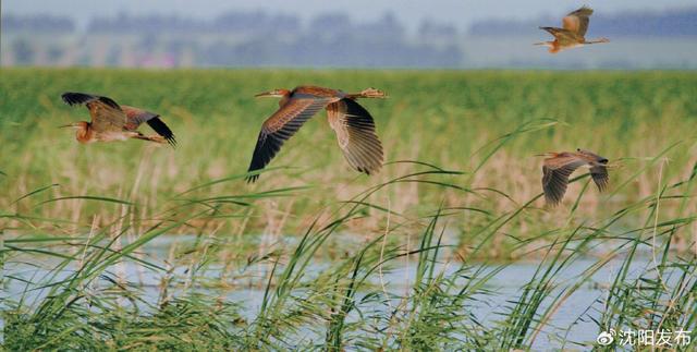 康平卧龙湖 · 我在诗里看见了你