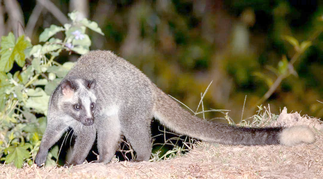 山狸:豹猫的俗名,因盗鸡偷鸭成保护动物