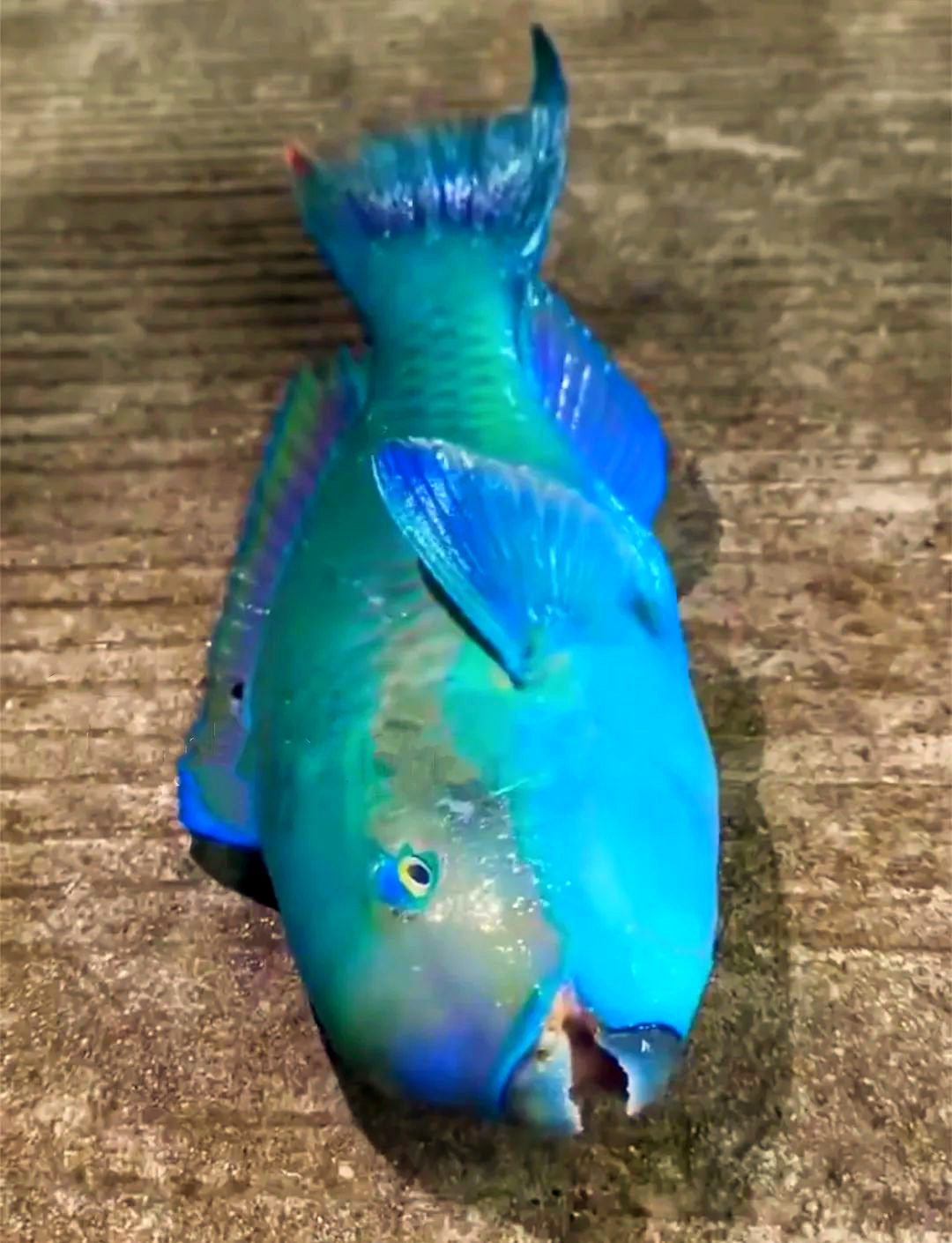 北海野生鱼获探秘:鹦哥鱼的独特美味与多样烹饪方法