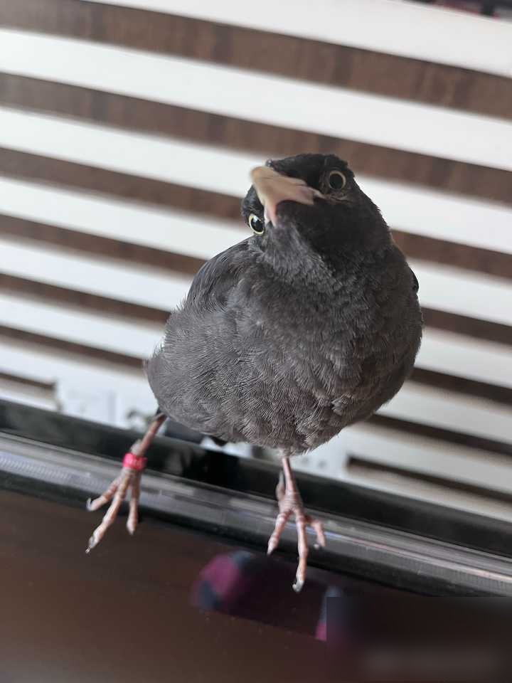 一只会说话的黑色八哥,老人家说不吉利,不赞成养,怎办?