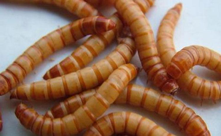 贵州源农鑫农业发展有限公司:蛋白虫养殖适合广大农户创业