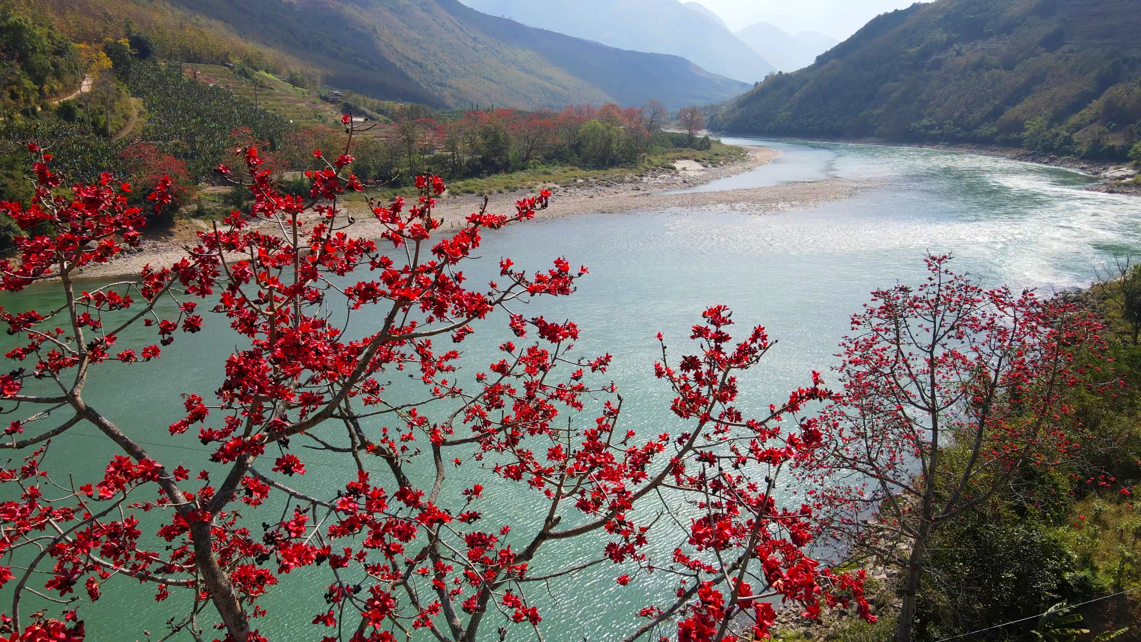 千城胜景丨云南施甸:木棉花开诉春归 艳若朝霞映江堤