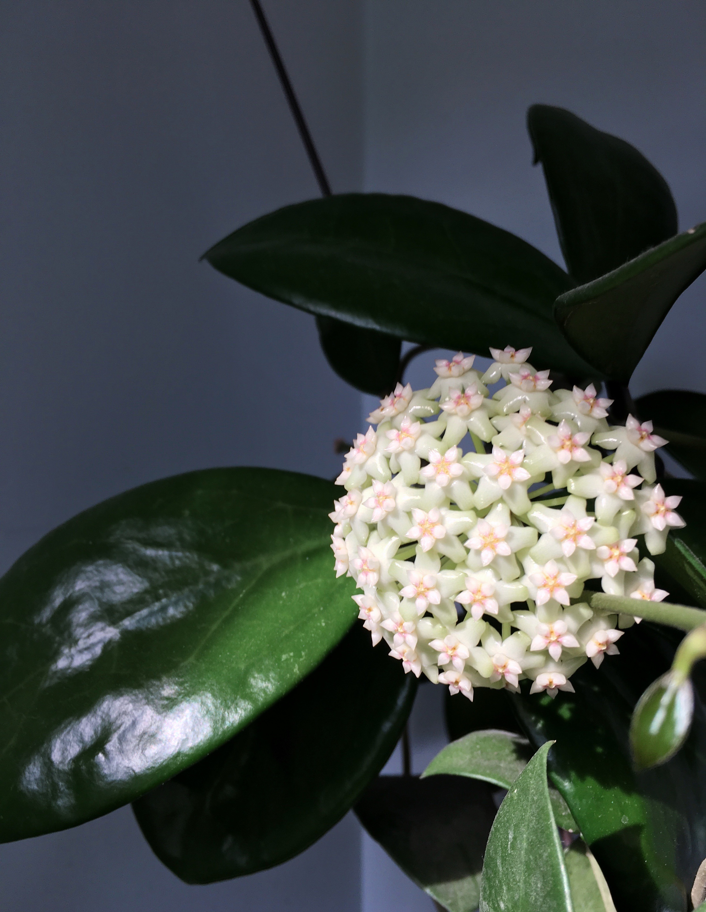 球兰界的"香气之王"—羊脂玉,一花香一室,又美又好养