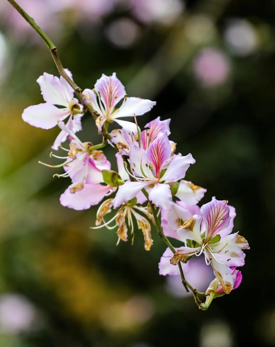 珠海繁花浪漫上映