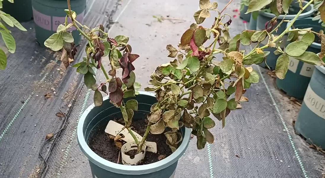 養死了幾十盆植物後,我終於