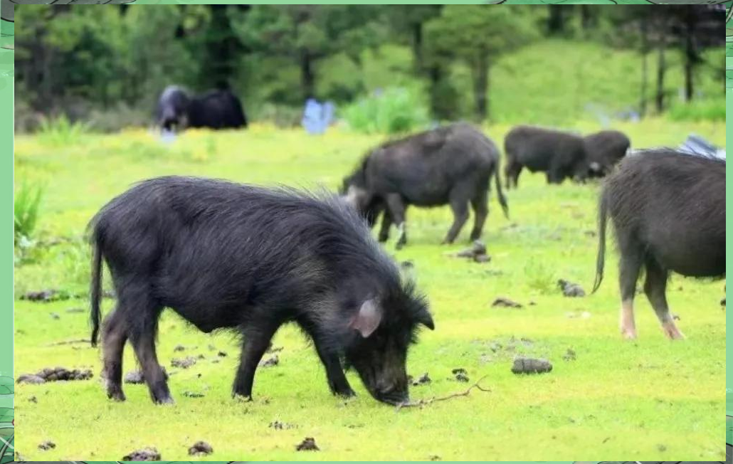 探秘甘南迭部:多样"土特产"的美味之旅