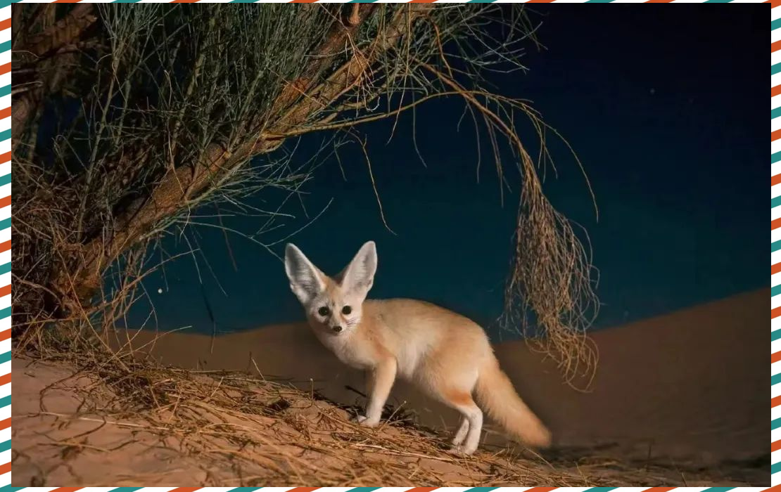 探索沙漠中的精灵