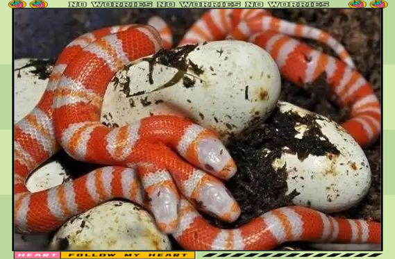 印度惊现罕见三头蛇,色彩鲜艳令人惊惧