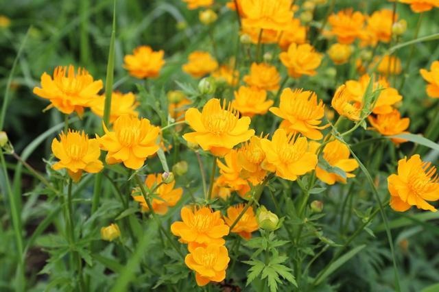 七月,正蓝旗金莲花开