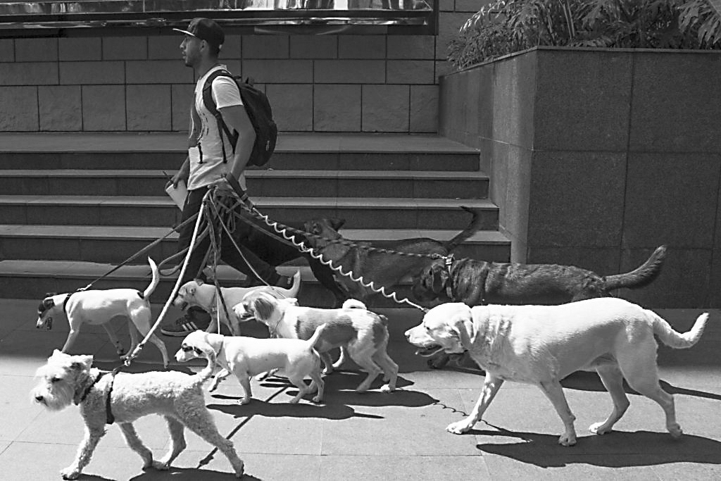 代遛狗,墨西哥的热门工作