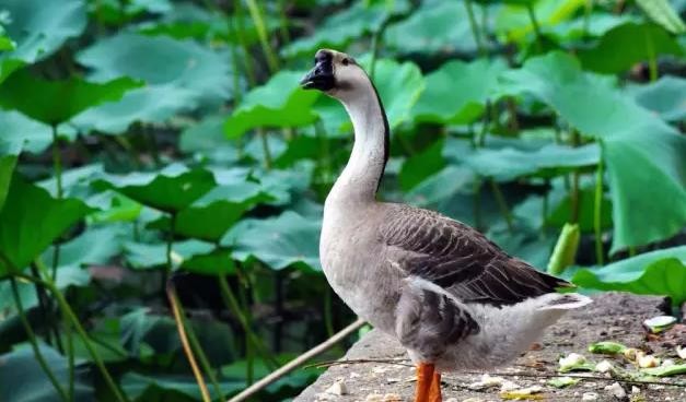 广东清远乌鬃鹅,肉嫩味美,皮下脂肪少,脂肪含量低,你吃过吗?